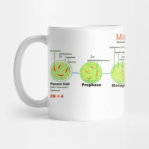 Mitosis - Somatic cell division. by ikshvaku